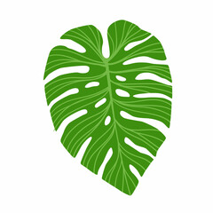 Monstera Deliciosa plant leaf from tropical forests isolated on white background