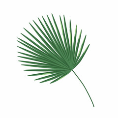Fototapeta premium Palm Leaf