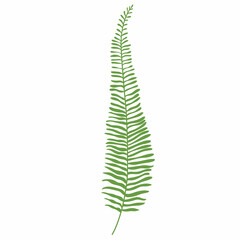 fern leaf illustration