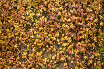 Autumn yellow and brown leaves covering a wall