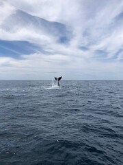 Naklejka premium whale splashing it’s tale in the water