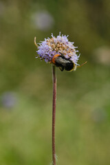 Bumblebee  frolic on colorful flowers to suck nectar. Shallow depth of field