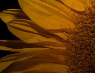 Obraz premium Sunflower
