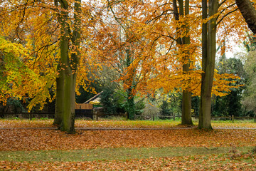Trees with yellow and green leaves in autumn