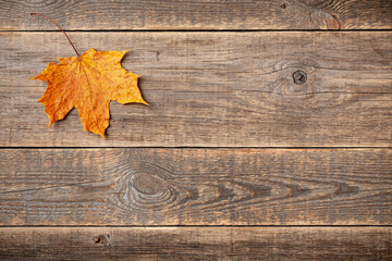 Autumn background with fall maple leaf on wooden background