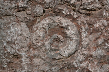 ammonite