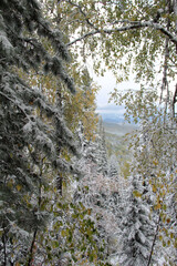 Mixed forest in the snow. Mountain landscape with mixed forest.