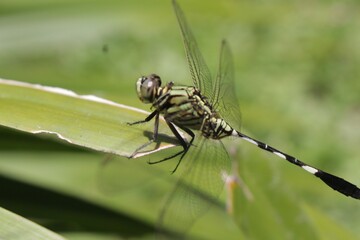 close up of a dragonfly