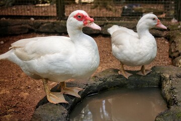 ducks on the lake