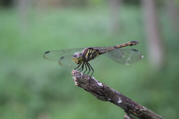 close up of dragonfly