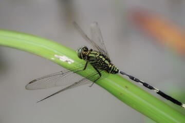 dragonfly on a leaf
