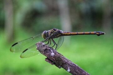dragonfly on a branch