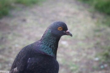 close up of a pigeon