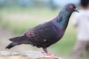 pigeon in the park