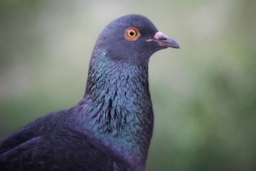 close up of a pigeon