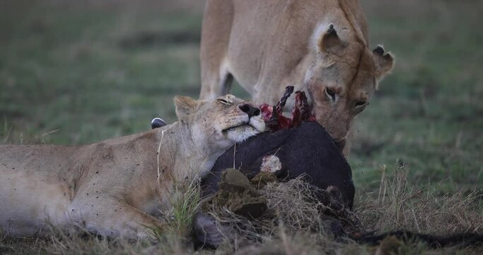 Lions eat a buffalo in the savannah