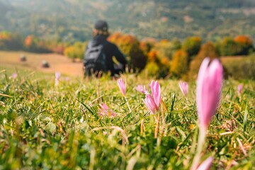 person in the field of autumn crocus flowers