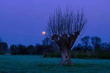 Pollarded willow in the early morning. The full moon provides cool light in the sky. - obrazy, fototapety, plakaty