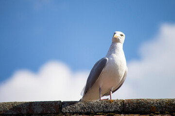 seagull on wooden stick on sky background 