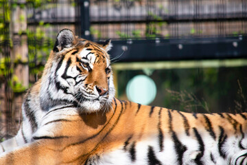 beautiful tiger lies in the summer in the zoo close-up 