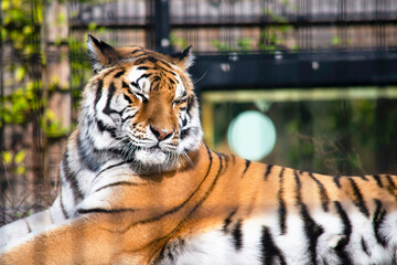 beautiful tiger lies in the summer in the zoo close-up 