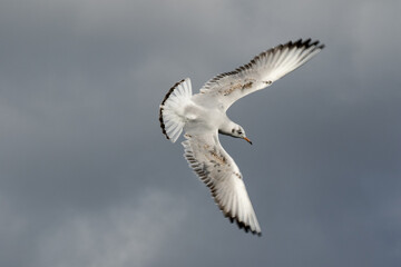 seagull in flight
