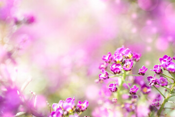 Naklejka na ściany i meble Blurred beautiful magic floral pink background with copy space