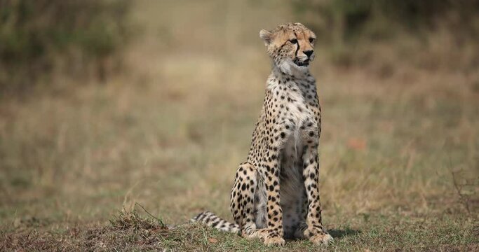 cheetahs are resting in the savannah