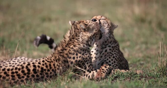 a cheetah walks in the savannah