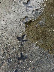 Bird footprints on the wet asphalt. Bird steps. Traces of a pigeon.