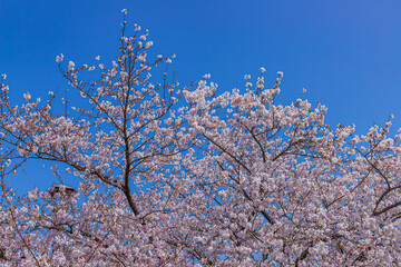桜と青空