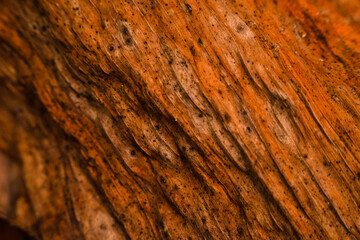 bark of a tree