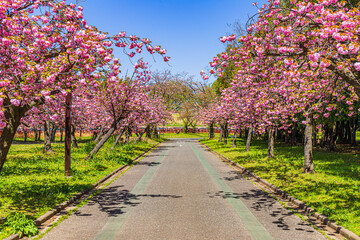 公園の道沿いの桜