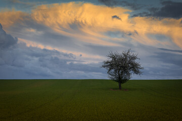Fototapeta na wymiar Baum mit Wolken