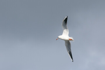 seagull in flight