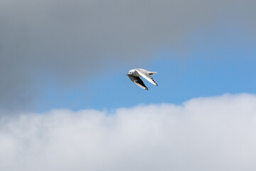 seagull in flight