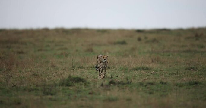 a cheetah walks in the savannah