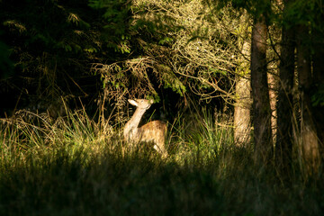 deer in the woods