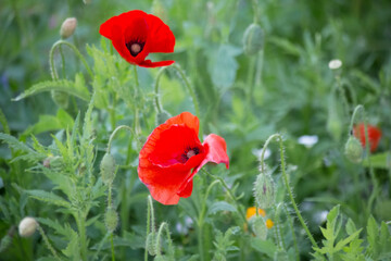Fototapeta na wymiar summer background, red poppies on a green meadow