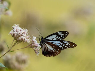 フジバカマの蜜を吸うアサギマダラ