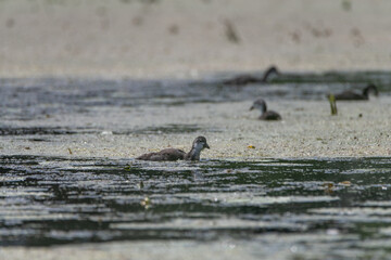 Wild ducks swim in the pond on a summer day.