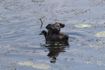 Wild ducks swim in the pond on a summer day.