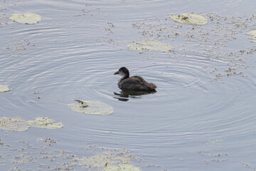 Wild ducks swim in the pond on a summer day.