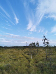 Thin small pines growing in the swamp, among the grass against the background of the forest and the sky with clouds...