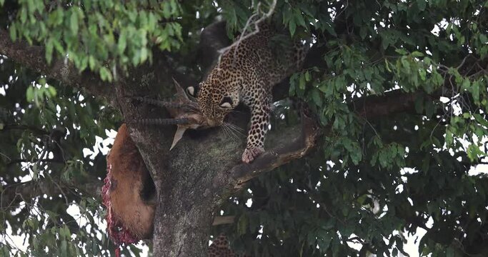 a leopard eats a gazelle in a tree