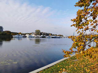 Branches of a tree growing in a park on the river bank, with yellow leaves, a yacht parking lot on the river.