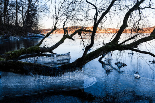View of tree at lake