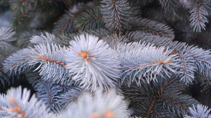 Naklejka na ściany i meble Green prickly branches of a fur-tree or pine