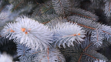 frost on pine needles