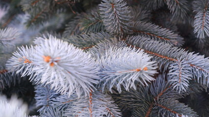Green prickly branches of a fur-tree or pine